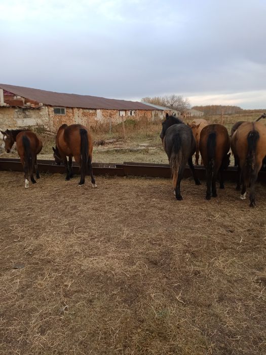 Лошади.тайчики.Костанайской породы
