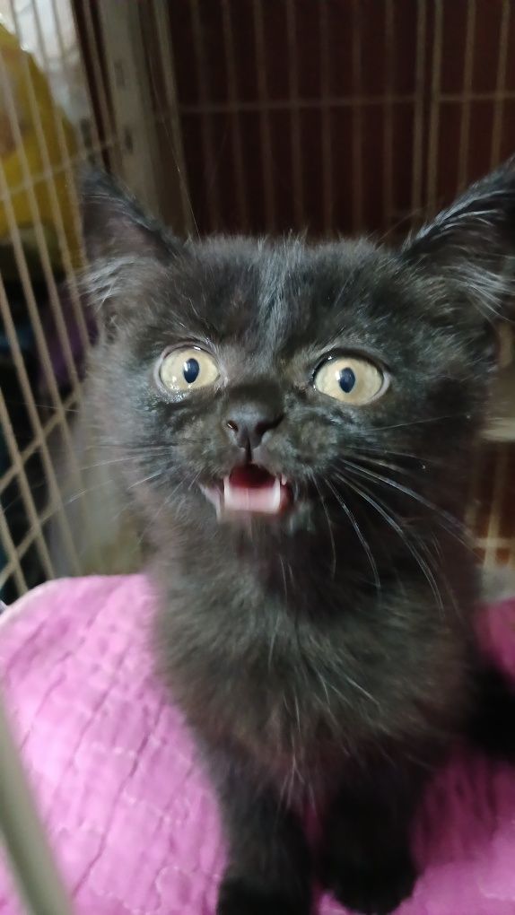 Котята ищут дом котенок