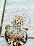 Кактуси ехиноцереус канус Echinocereus Canus цъфтящи растения