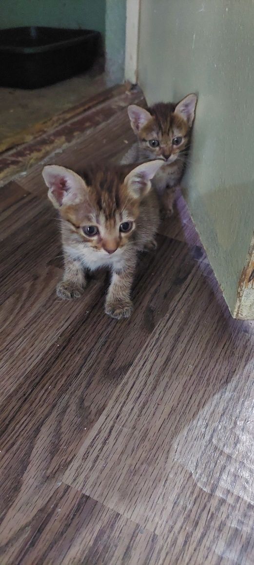 Котята.г. Шымкент.