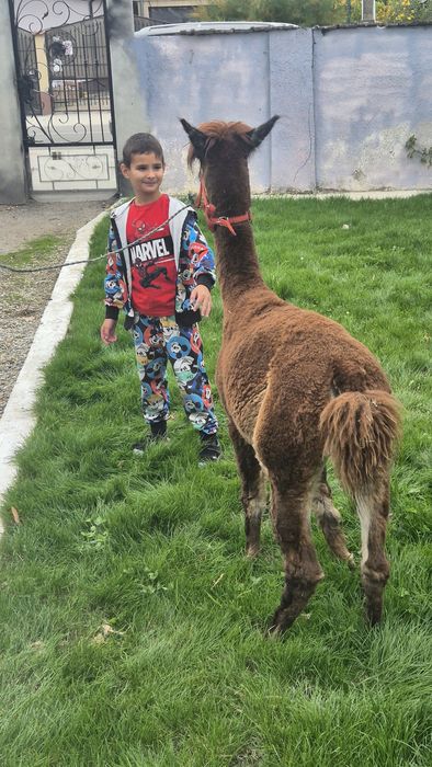 Mascul lama si mascul alpaca