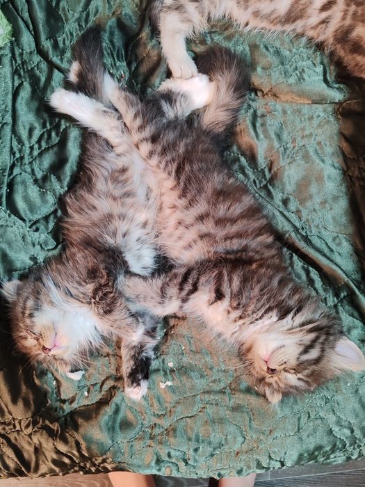 Котята близнецы породистые