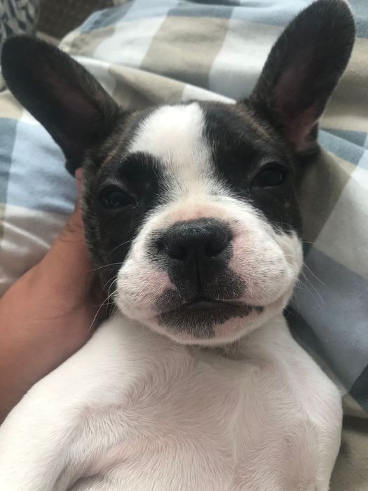 Продам щенка французского бульдога без документов.