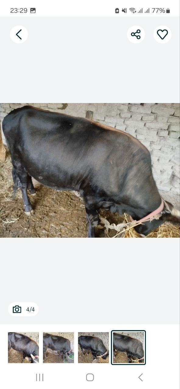 Buqa sotiladi tezdaaa