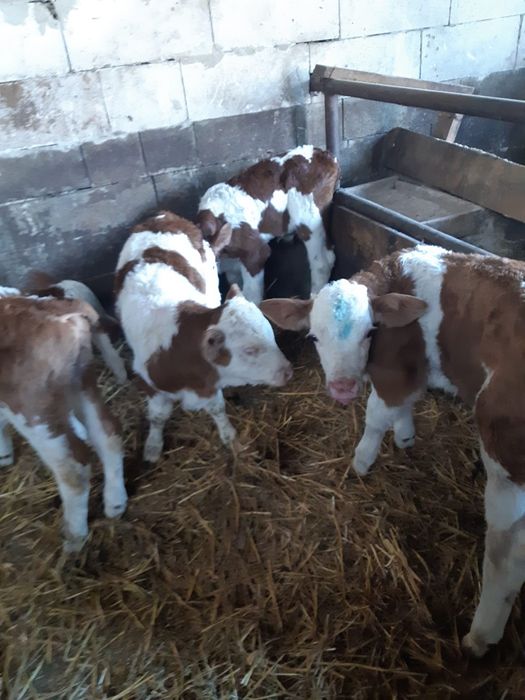 Vad 4 tăurașii. Frumoși