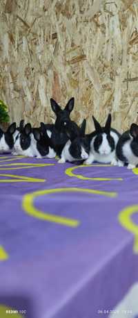 Декоративные карликовые кролики. Порода Недерландский кролик