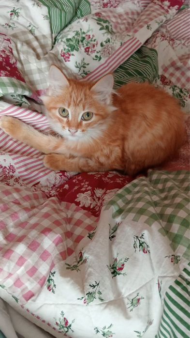 Отдам котенка в добрые руки