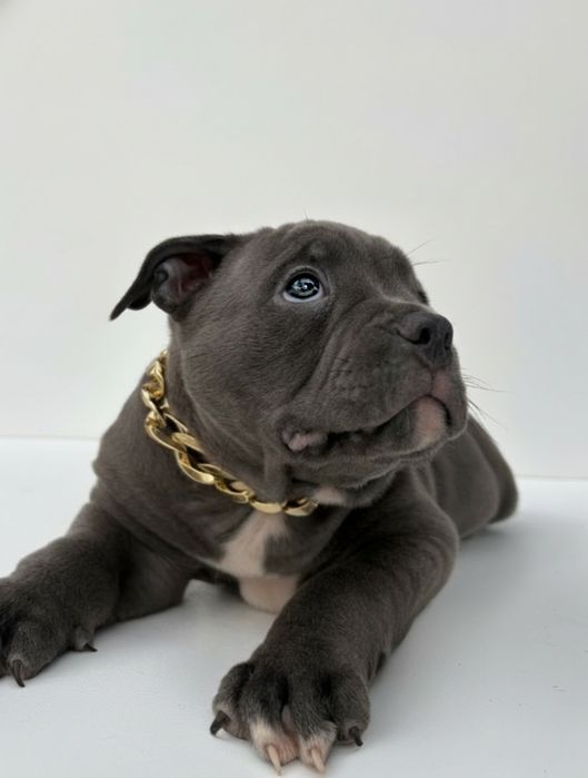 American Bully Standard