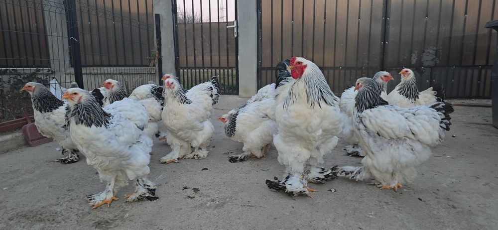 Oua incubatie păsări de Rasă