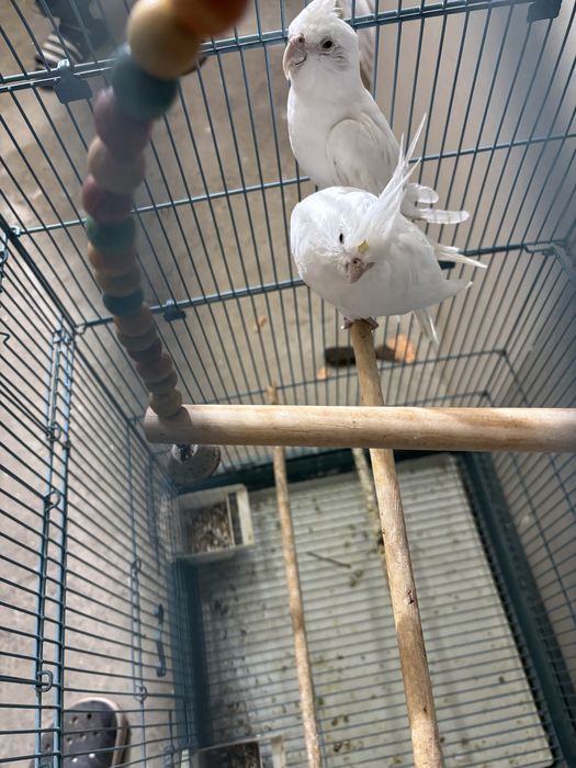 Vand pereche de nimfe