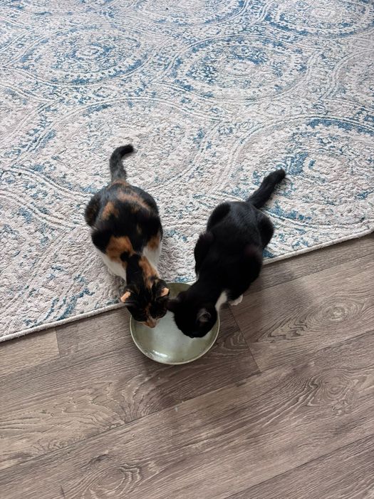 Отдам котят в добрые руки