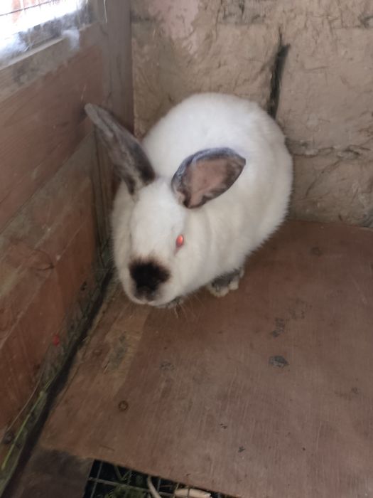 Kaliforniya zotli quyon