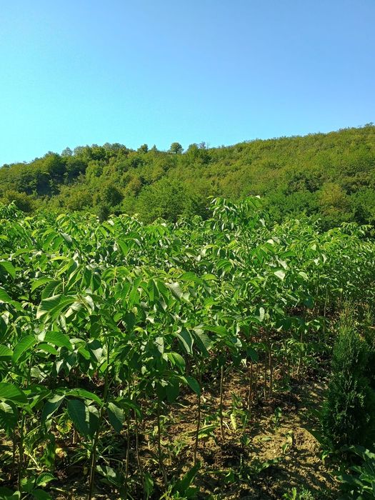 Promo Puiet Nuc Selecționat En Gross/En-Detail,la 100 puiet, 5 gratis