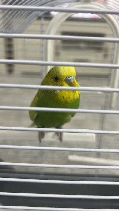 Vând papagal peruș