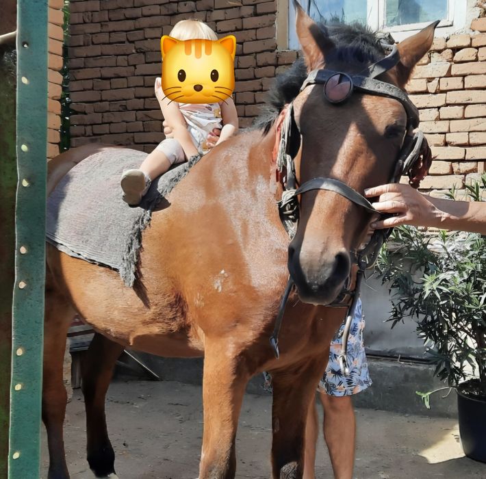 Мъжки кон на около 10 години