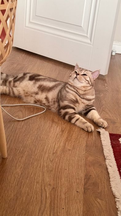 Вязка кота