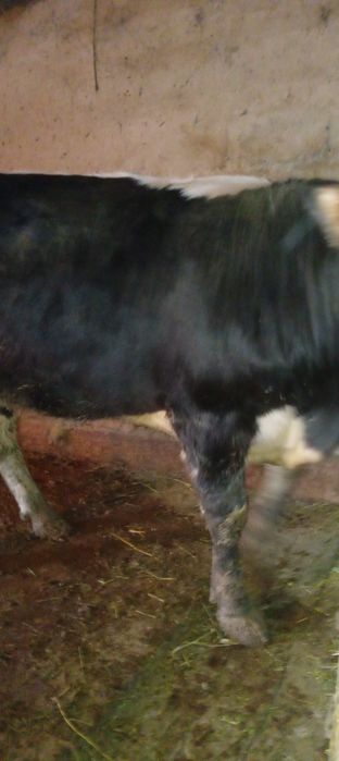 Продаётся бык 1 год