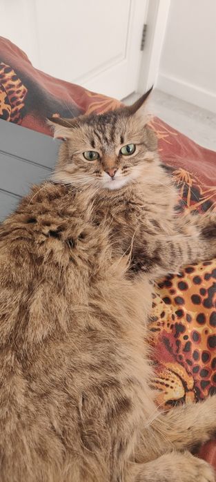 Трёхцветная сибирская кошка