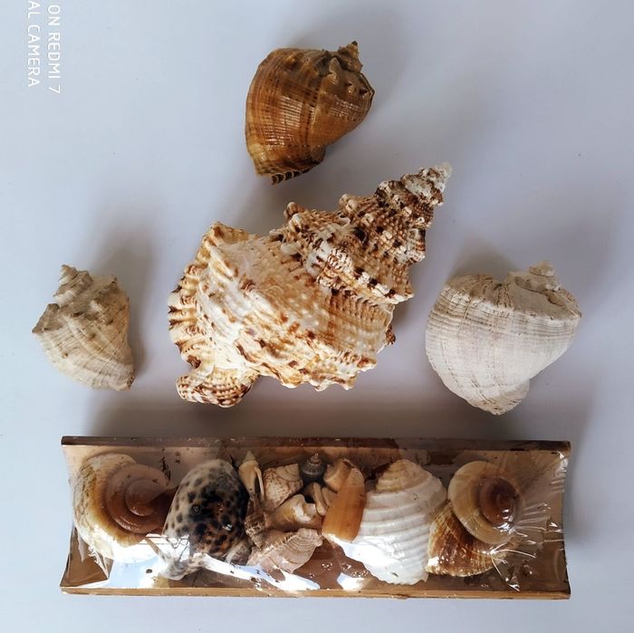 Комплект морских ракушек.