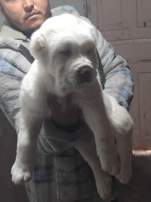 Алабай чистокровный 300$