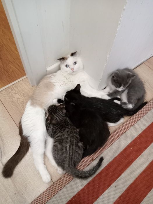 Продам котят в добрые руки