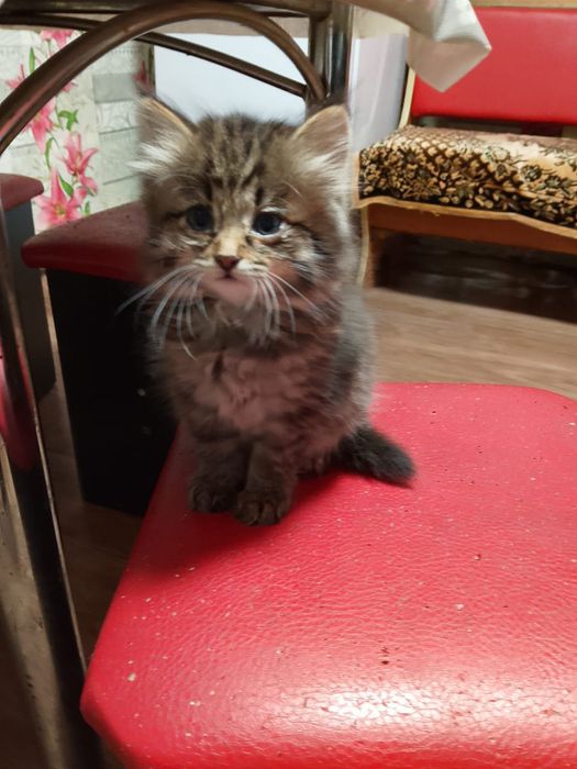 Пятеро пушистиков ищут дом