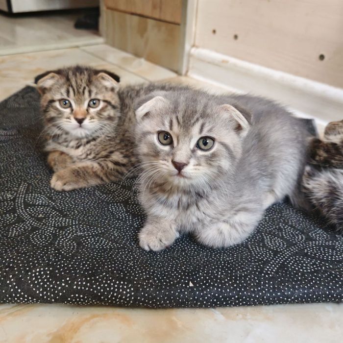 Котята, 1,5 месяца