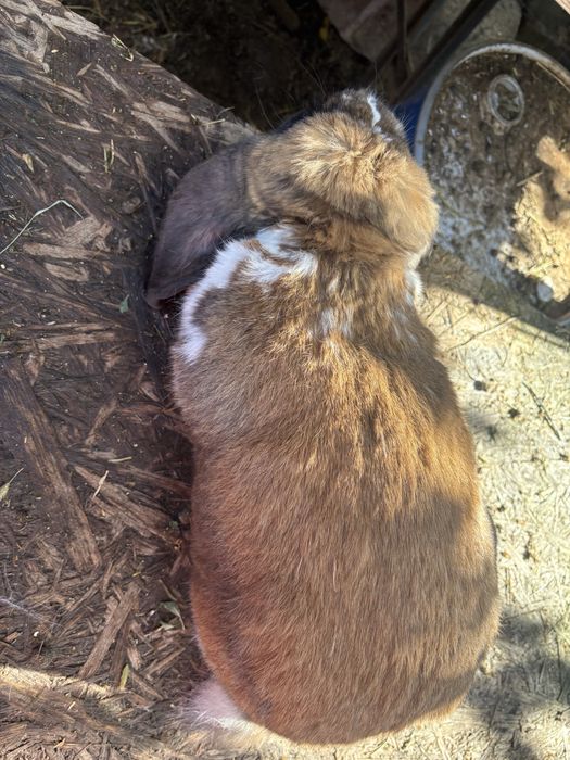 Masculi berbec german 11 luni si 7 luni