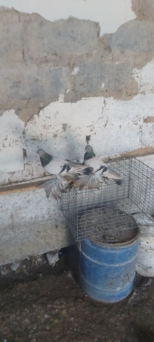 Уди пара лет сигрой винтавой