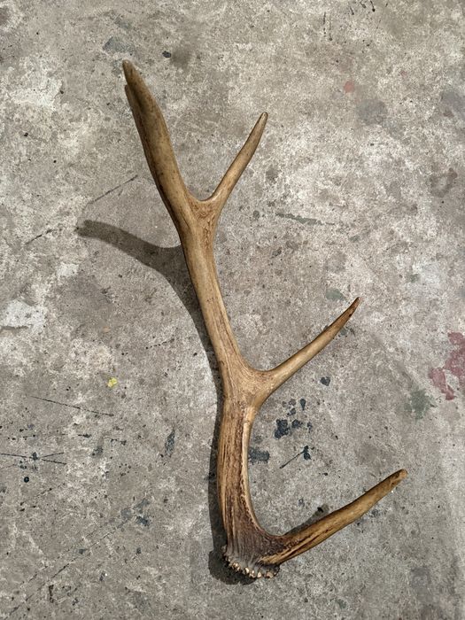 Продавам рог от елен