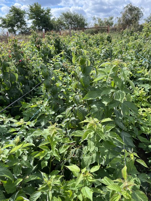 Разсад целогодишни малини