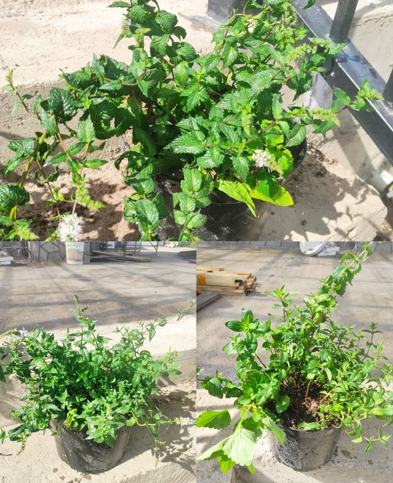 Мята, очень вкусная, так же есть в горшке несколько видов мят