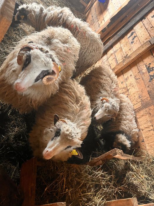 Vand un berbecuț și 4 mirele din anul asta