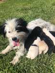 catelusi dati spre adoptie
