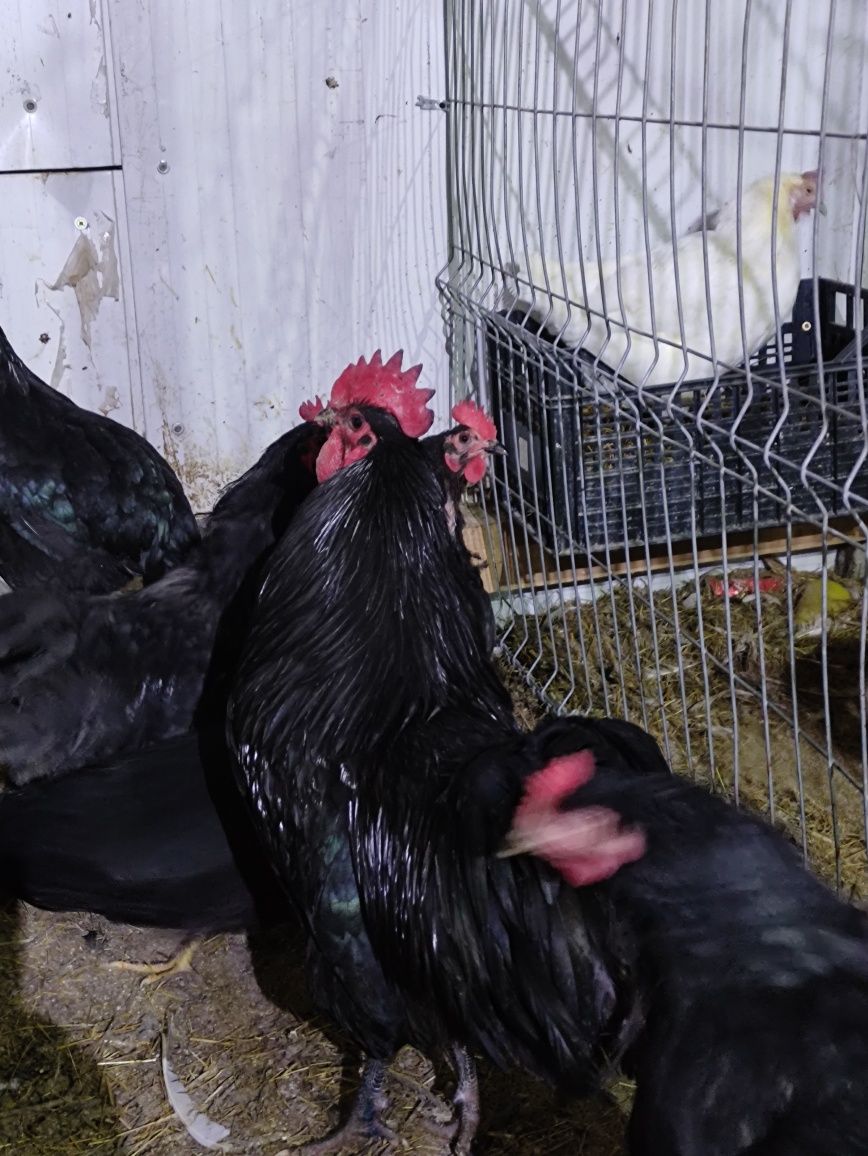 Pui Australorp negru. La 7săptămâni
