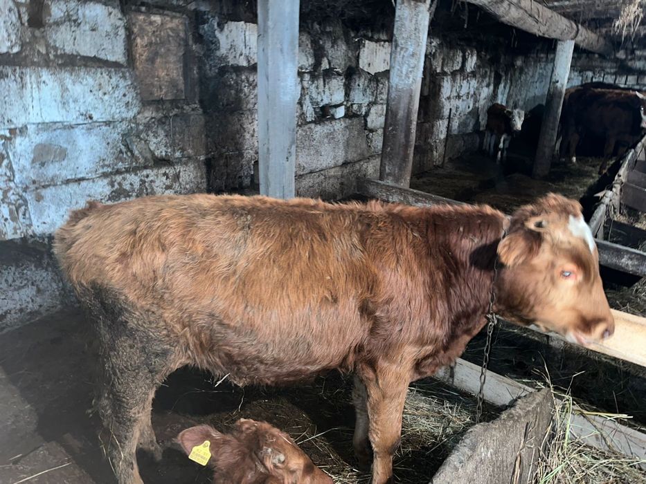 продам бычков 3 бас