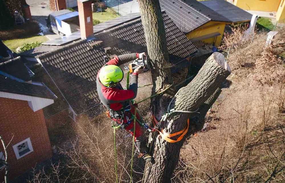 Спил и обрезка деревьев