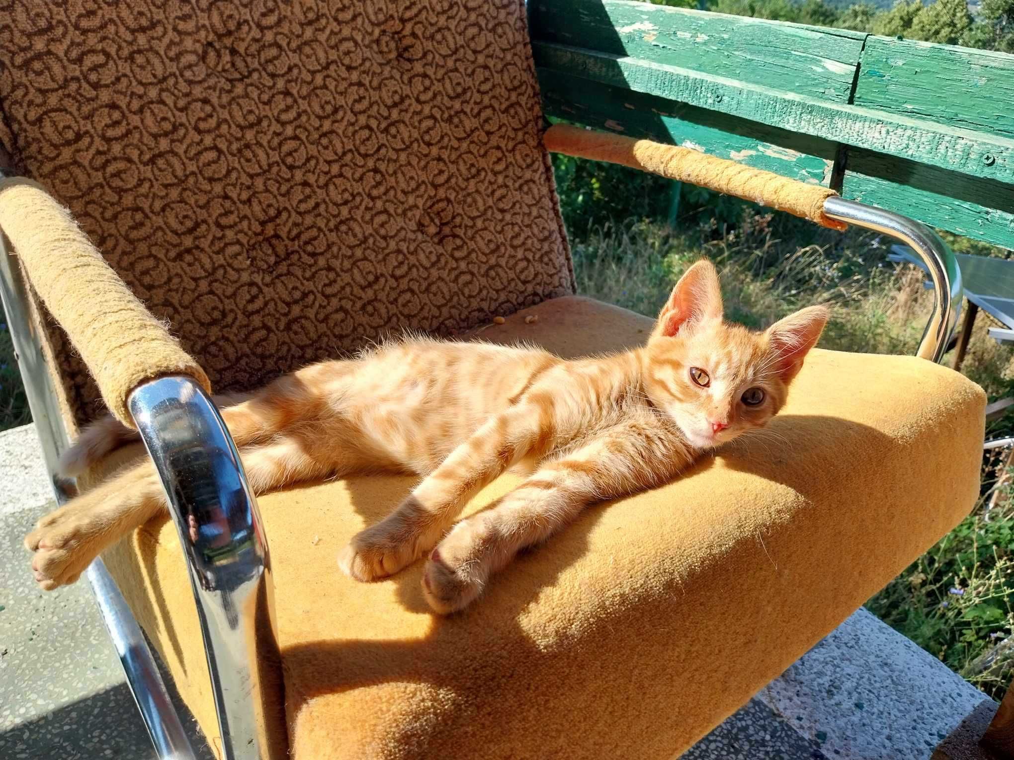 Подарявам малък котарак