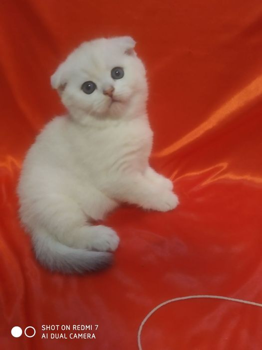 Продаются катята