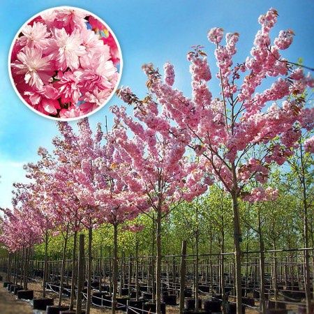 Pomi ornamentali specii de cires japonez