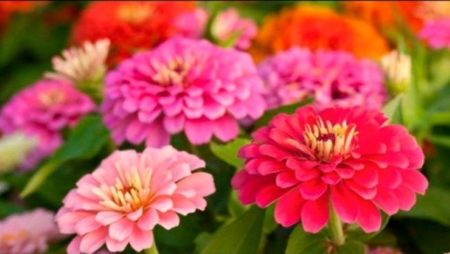 Дача л.в на восточном