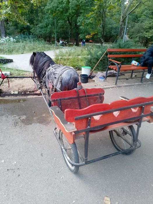 Armăsar ponei talie mica