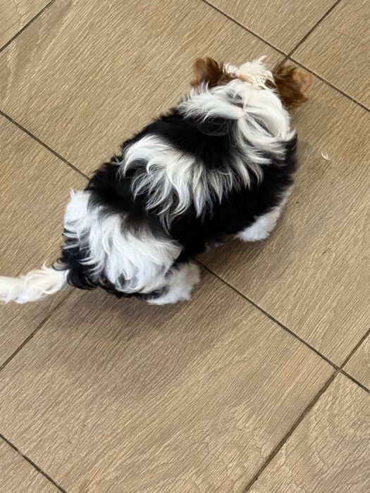 Бивер йоркширски териер