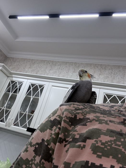 Ручный попугай корелла