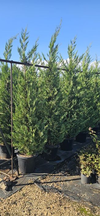 Cupressocyparis leylandii ideal pentru un gard viu