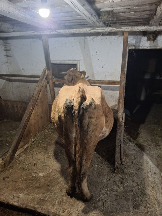 Vând vacă gestantă în a cincea lună
