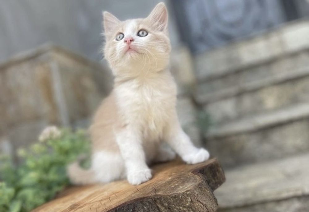 Подарявам малки котенца