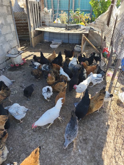 В продаже куры и петухи разных пород