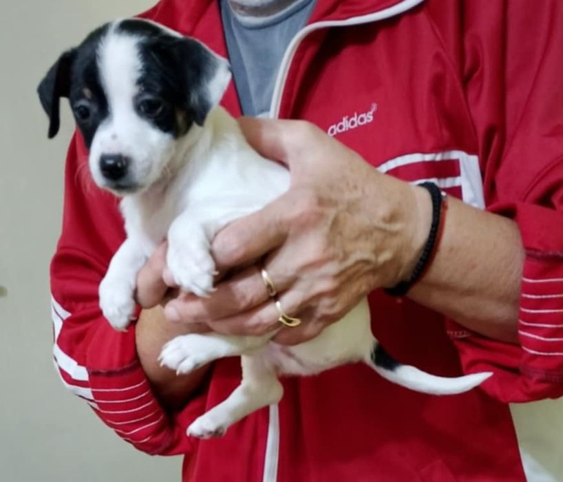 Мини пинчер женски