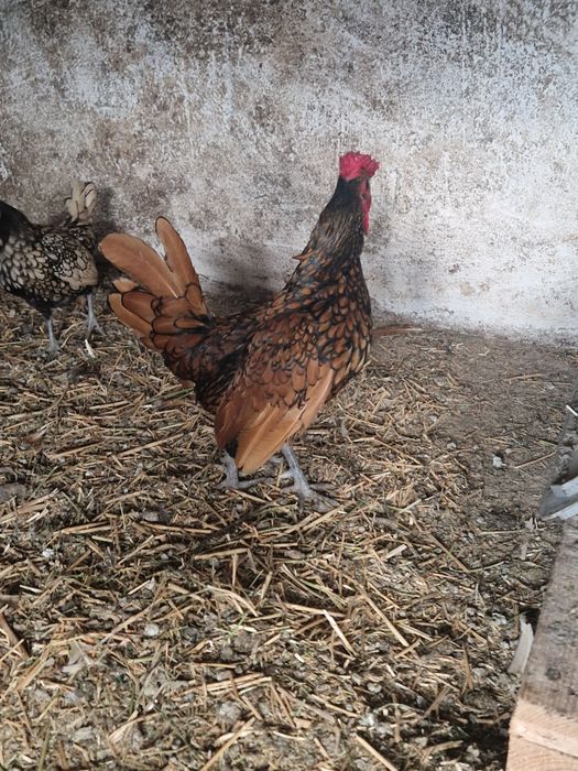Găini Sebright de vânzare